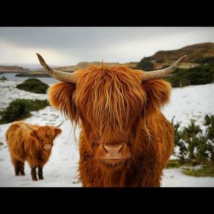 Winter Highland cow print- rust, orange color